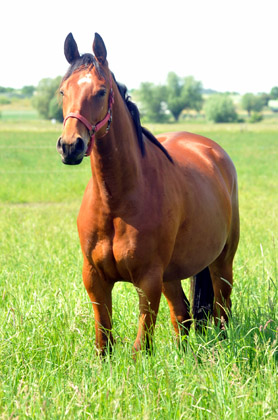 Zweijhrige Trakehner Stute von Summertime u.d. Sacre Coeur v. Sixtus u.d. Schamar v. Enrico Caruso, Foto: Beate Langels