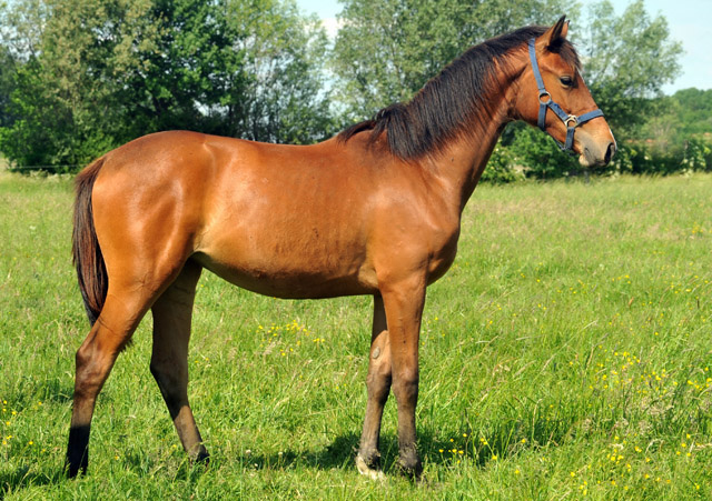 Jhrlingsstute von Freudenfest u.d. Klara v. Exclusiv - Foto: Beate Langels - Trakehner Gestt Hmelschenburg