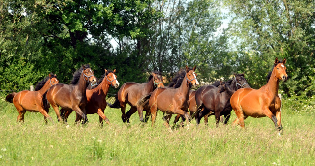 Gruppe der Jährlingsstuten im Gestüt Schäplitz - Foto: Beate Langels