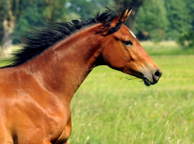 Jhrlingsstute von Syriano u.d. PrSt. Gracia Patrizia v. Alter Fritz im Gestt Schplitz - Foto: Beate Langels