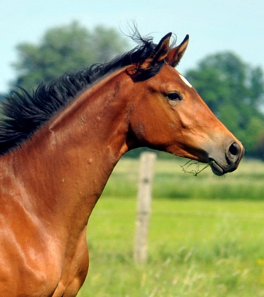 Trakehner Stute von Syriano u.d. Pr.St. Gracia Patricia II v. Alter Fritz - Gest�t Sch�plitz - Foto: Beate Langels
