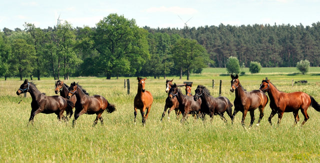 Gruppe der Jährlingsstuten im Gestüt Schäplitz - Foto: Beate Langels