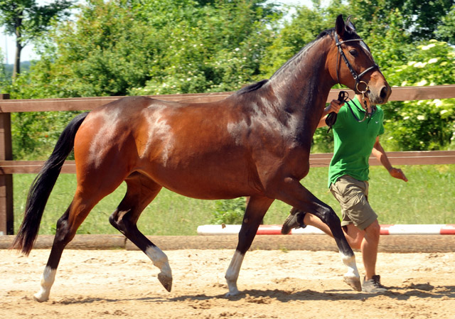 Val de Vienne von Exclusiv (im Mai 2012) - im Gestüt Schäplitz  - Foto: Beate Langels - Trakehner Gestüt Hämelschenburg