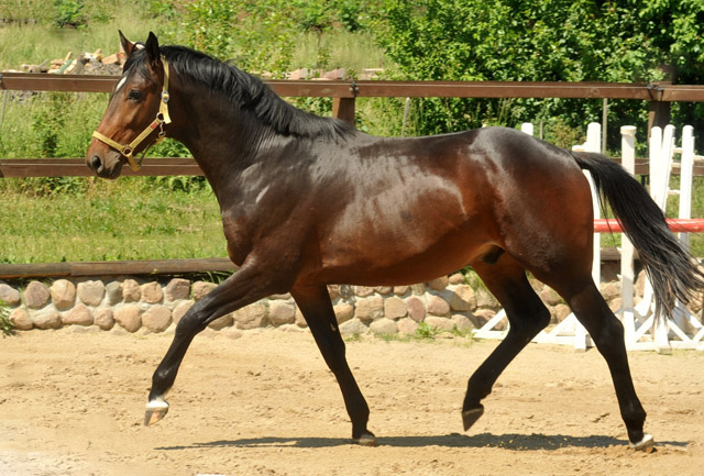 2jhriger Hengst von Exclusiv u.d. Pr., StPr. u. Elitestute Sacre Noir v. Kostolany (im Mai 2012) - im Gestt Schplitz  - Foto: Beate Langels