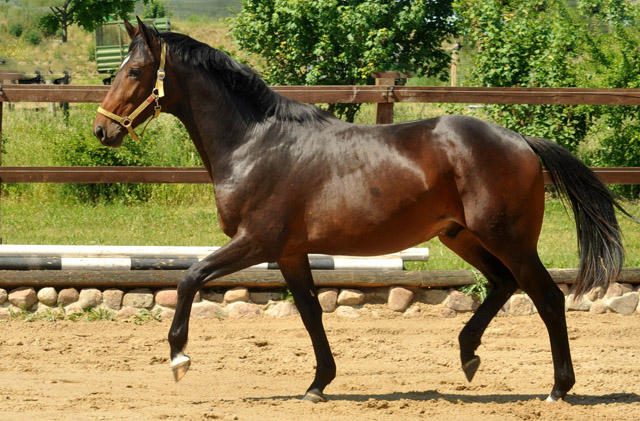 2jhriger Hengst von Exclusiv u.d. Pr., StPr. u. Elitestute Sacre Noir v. Kostolany (im Mai 2012) - im Gestt Schplitz  - Foto: Beate Langels