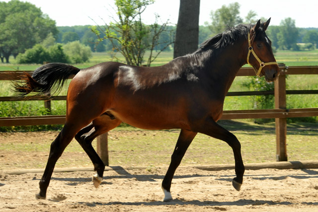 2jhriger Hengst von Exclusiv u.d. Pr., StPr. u. Elitestute Sacre Noir v. Kostolany (im Mai 2012) - im Gestt Schplitz  - Foto: Beate Langels