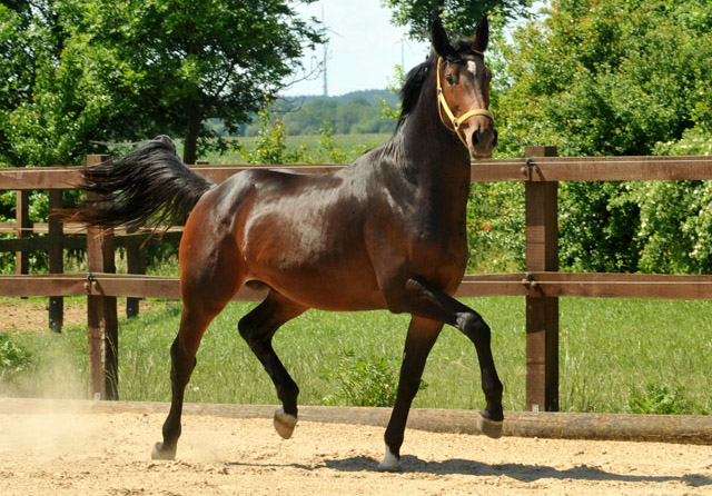 2jhriger Hengst von Exclusiv u.d. Pr., StPr. u. Elitestute Sacre Noir v. Kostolany (im Mai 2012) - im Gestt Schplitz  - Foto: Beate Langels