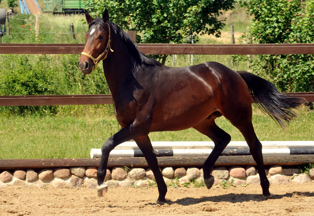 2jhriger Hengst von Exclusiv u.d. Pr., StPr. u. Elitestute Sacre Noir v. Kostolany (im Mai 2012) - im Gestt Schplitz  - Foto: Beate Langels