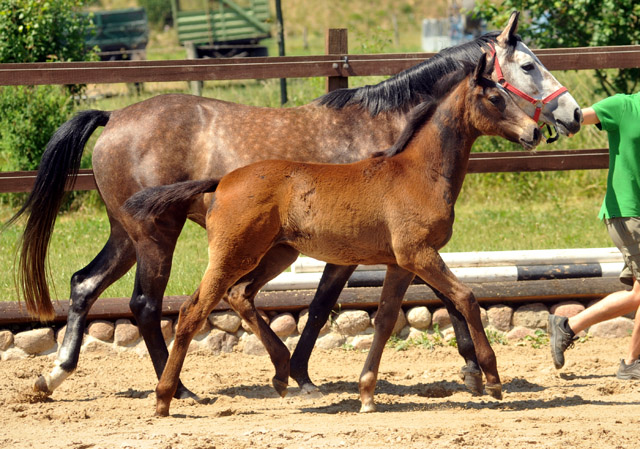 Stutfohlen von Exclusiv u.d. Teatime v. Summertime - Foto: Beate Langels - Zchter : Trakehner Gestt Hmelschenburg