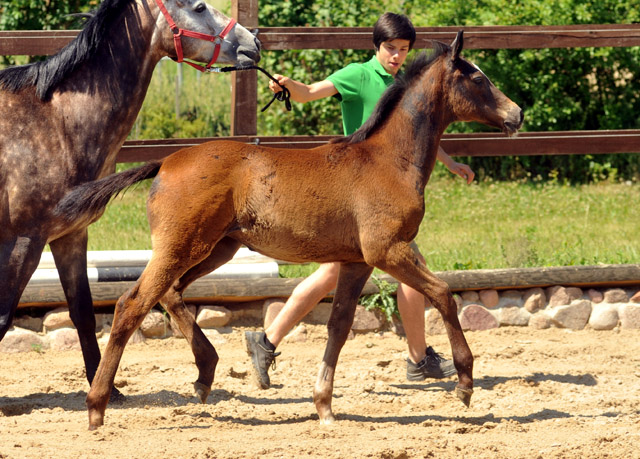 Stutfohlen von Exclusiv u.d. Teatime v. Summertime - Foto: Beate Langels - Zchter : Trakehner Gestt Hmelschenburg