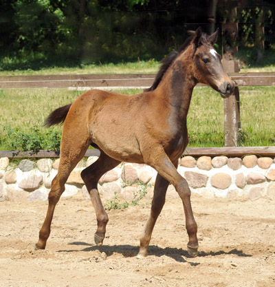 Tea and Sugar - Trakehner Stutfohlen von Exclusiv u.d. Teatime v. Summertime - Foto: Ellen Hnoch - Trakehner Gestt Hmelschenburg