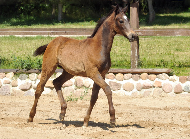 Stutfohlen von Exclusiv u.d. Teatime v. Summertime - Foto: Beate Langels - Zchter : Trakehner Gestt Hmelschenburg