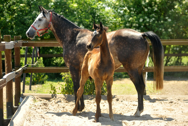 Stutfohlen von Exclusiv u.d. Teatime v. Summertime - Foto: Beate Langels - Zchter : Trakehner Gestt Hmelschenburg