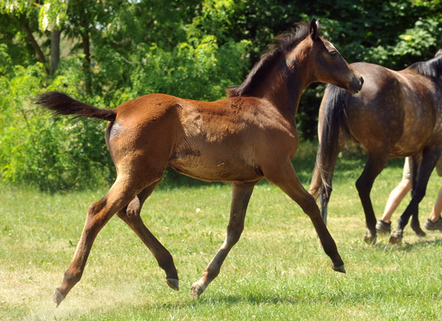 Stutfohlen von Exclusiv u.d. Teatime v. Summertime - Foto: Beate Langels - Zchter : Trakehner Gestt Hmelschenburg