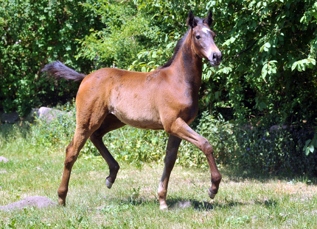 Stutfohlen von Exclusiv u.d. Teatime v. Summertime - Foto: Beate Langels - Zchter : Trakehner Gestt Hmelschenburg