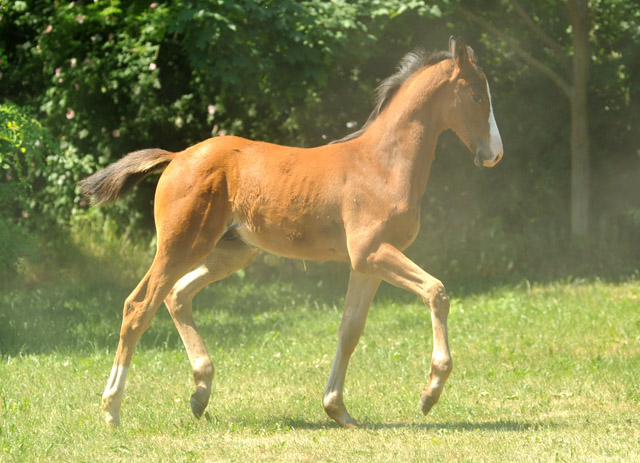 Hengstfohlen von Freudenfest u.d. Karalina v. Exclusiv - Foto: Beate Langels - Zchter : Trakehner Gestt Hmelschenburg