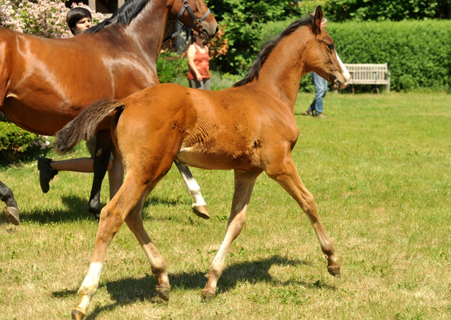 Hengstfohlen von Freudenfest u.d. Karalina v. Exclusiv - Foto: Beate Langels - Zchter : Trakehner Gestt Hmelschenburg