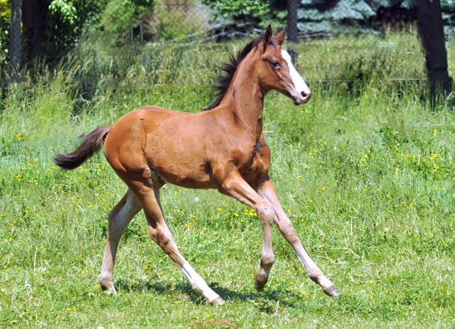 Hengstfohlen von Freudenfest u.d. Karalina v. Exclusiv - Foto: Beate Langels - Zchter : Trakehner Gestt Hmelschenburg