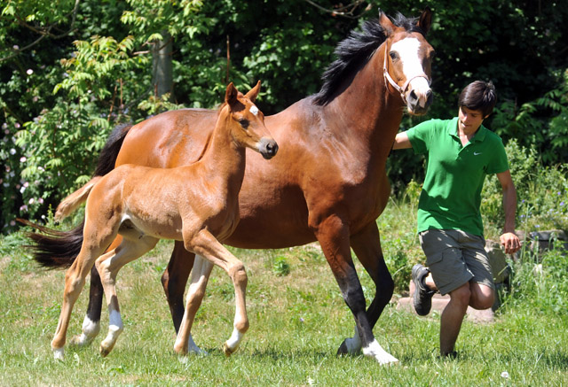 Hengstfohlen von Syriano u.d. Grazia Patricia v. Alter Fritz, Gestt Schplitz - Bernhard Langels