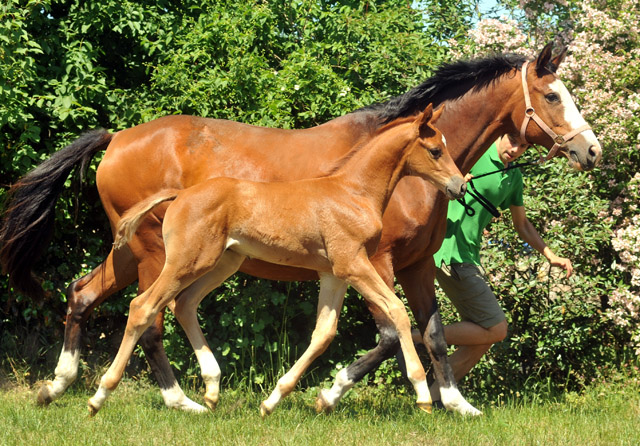 Hengstfohlen von Syriano u.d. Grazia Patricia v. Alter Fritz, Gestt Schplitz - Bernhard Langels