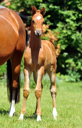 Hengstfohlen von Syriano u.d. Grazia Patricia v. Alter Fritz, Gestt Schplitz - Bernhard Langels