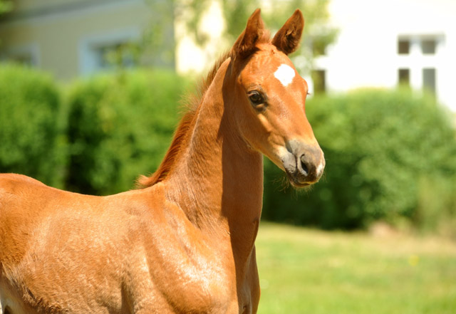Hengstfohlen von Syriano u.d. Grazia Patricia v. Alter Fritz, Gestt Schplitz - Bernhard Langels
