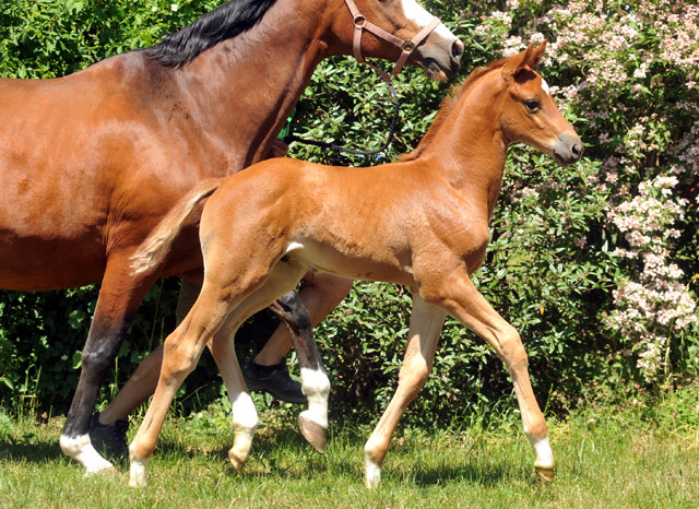 Hengstfohlen von Syriano u.d. Grazia Patricia v. Alter Fritz, Gestt Schplitz - Bernhard Langels