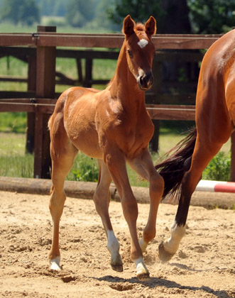 Hengstfohlen von Syriano u.d. Grazia Patricia v. Alter Fritz, Gestt Schplitz - Bernhard Langels