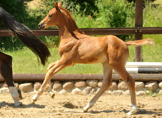 Hengstfohlen von Syriano u.d. Grazia Patricia v. Alter Fritz, Gestt Schplitz - Bernhard Langels