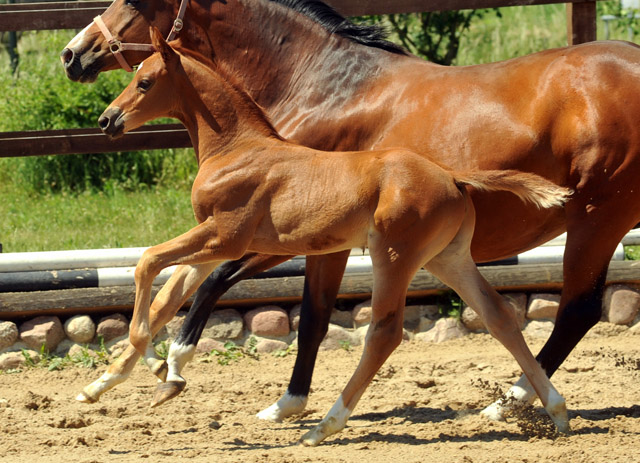 Hengstfohlen von Syriano u.d. Grazia Patricia v. Alter Fritz, Gestt Schplitz - Bernhard Langels