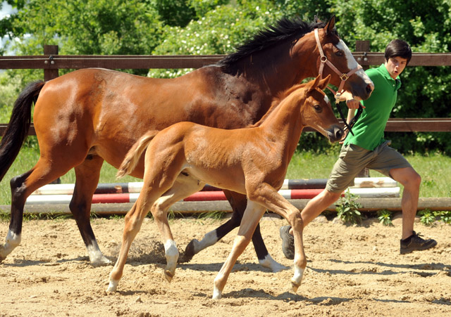 Hengstfohlen von Syriano u.d. Grazia Patricia v. Alter Fritz, Gestt Schplitz - Bernhard Langels