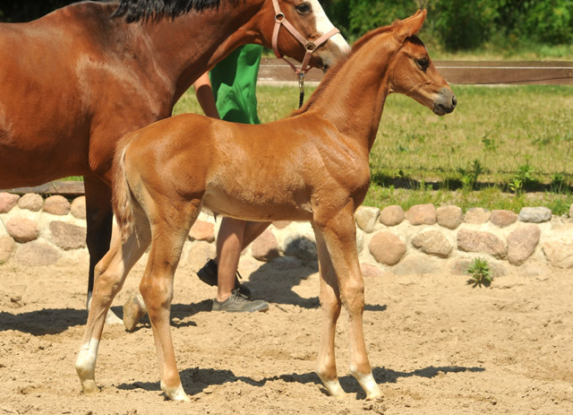 Hengstfohlen von Syriano u.d. Grazia Patricia v. Alter Fritz, Gestt Schplitz - Bernhard Langels