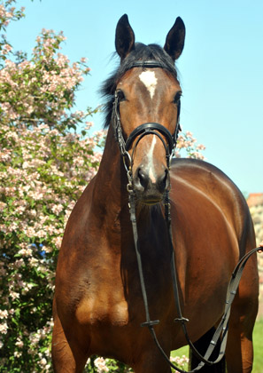 Galila von Exclusiv - Maestro, Mai 2012, Foto: Beate Langels