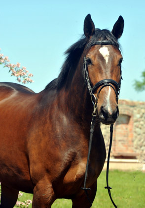 Galila von Exclusiv - Maestro, Mai 2012, Foto: Beate Langels