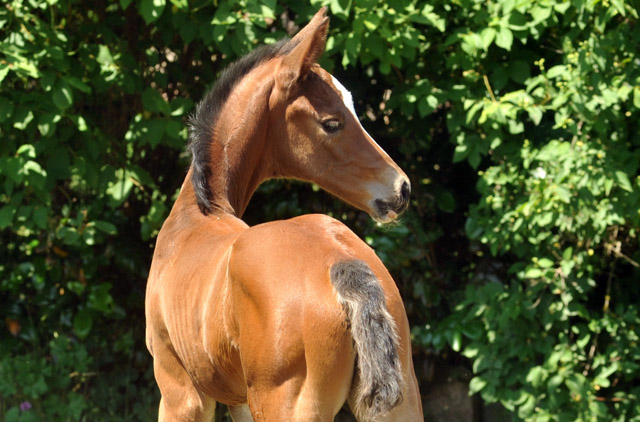 Trakehner Stutfohlen von Saint Cyr u.d. Dejanira v. Freudenfest - Foto: Beate Langels, Gestüt Hämelschenburg