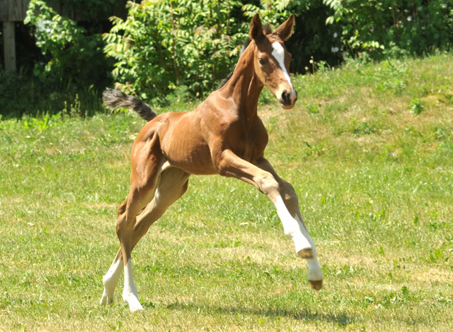 Trakehner Stutfohlen von Saint Cyr u.d. Dejanira v. Freudenfest - Foto: Beate Langels, Gestt Hmelschenburg