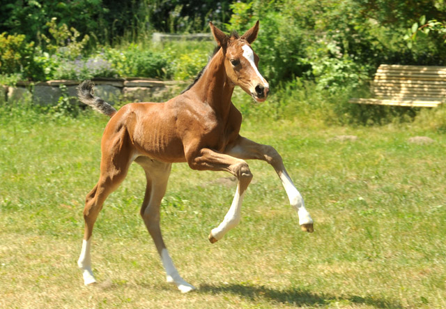 Trakehner Stutfohlen von Saint Cyr u.d. Dejanira v. Freudenfest - Foto: Beate Langels, Gestüt Hämelschenburg