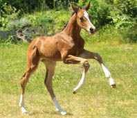 Stutfohlen von Saint Cyr x Freudenfest