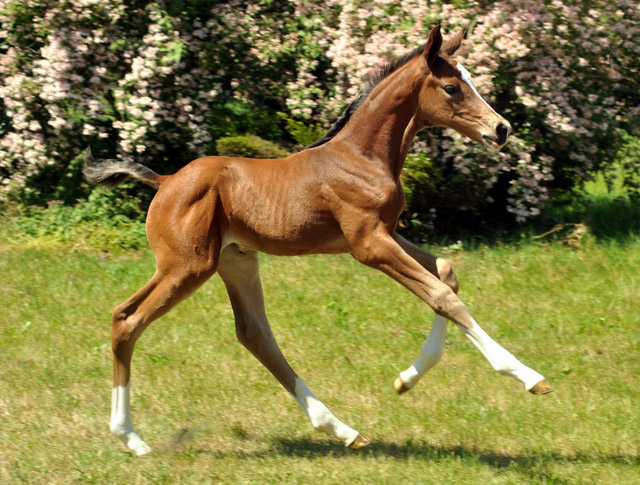 Trakehner Stutfohlen von Saint Cyr u.d. Dejanira v. Freudenfest - Foto: Beate Langels, Gestüt Hämelschenburg