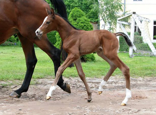 Stutfohlen von Saint Cyr - Maestro - Kostolany, Foto: Ellen Hnoch