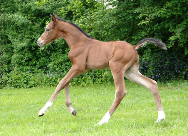 Stutfohlen von Saint Cyr - Maestro - Kostolany, Foto: Ellen Hnoch