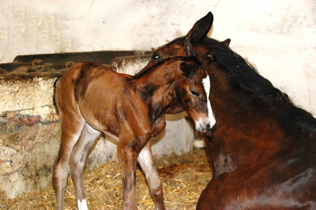 Stutfohlen von Saint Cyr - Maestro - Kostolany, Foto: Ellen Hnoch