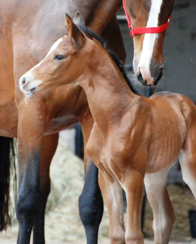 Stutfohlen von Saint Cyr - Maestro - Kostolany, Foto: Beate Langels