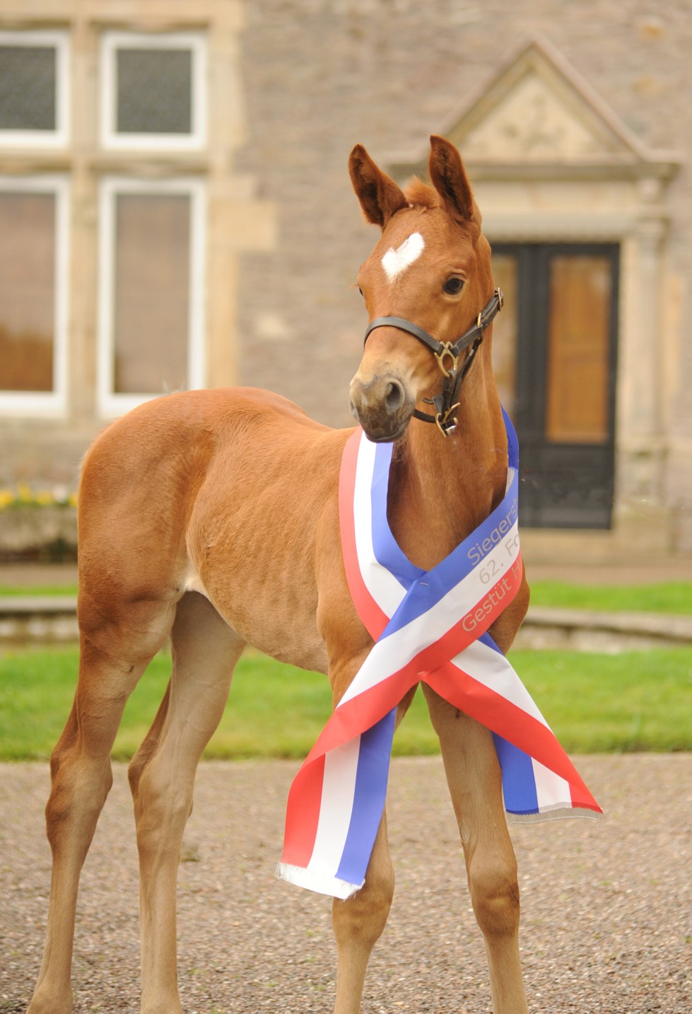 Klassic's Aurora - Stutfohlen von His Moment u.d. Pr.u.StPrSt. Klassic Motion - Foto: Beate Langels - Trakehner Gestt Hmelschenburg