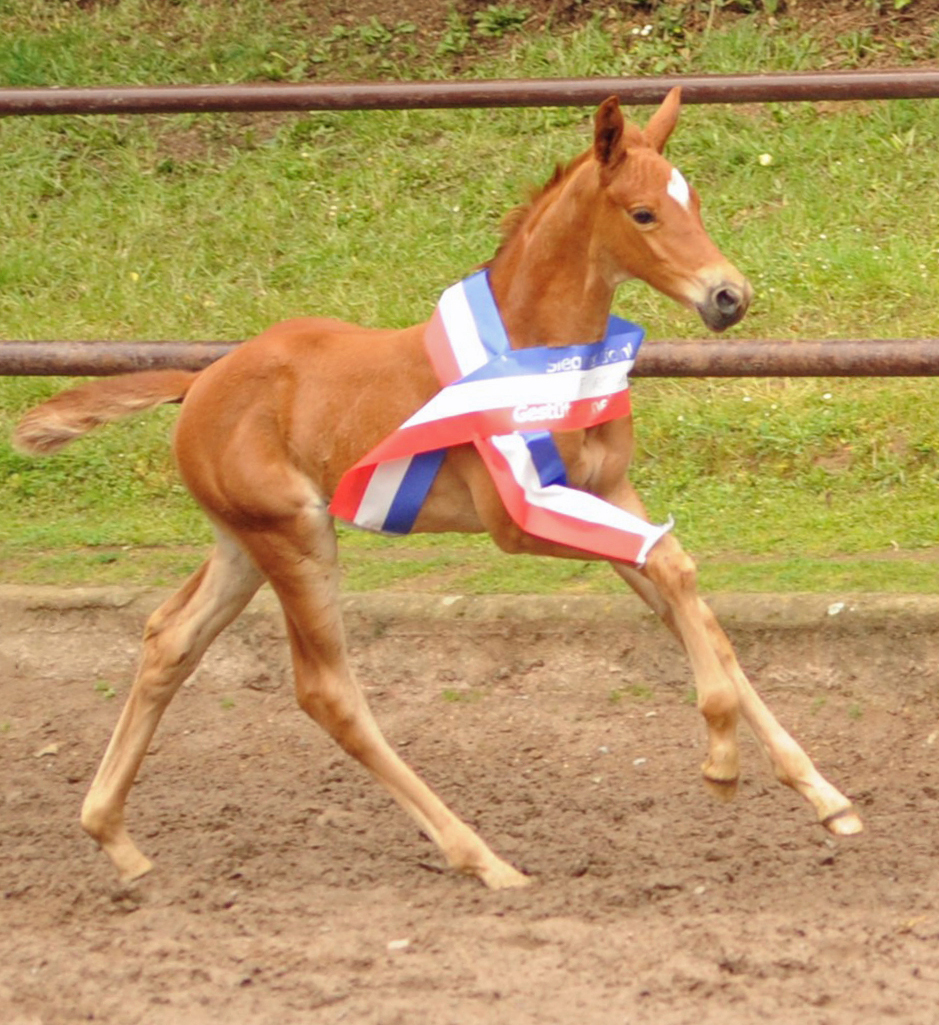 Stutfohlen von His Moment u.d. Prmienstute Klassic Motion v. High Motion - 
Trakehner Gestt Hmelschenburg - Foto: Langels