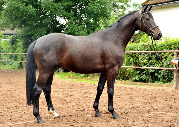 4jhriger Trakehner Wallach von Summertime u.d. Schwalbenflair v. Exclusiv, Gestt Hmelschenburg