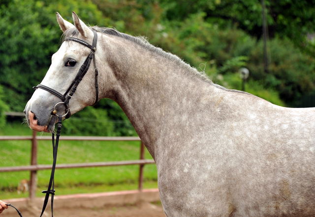   4jhriger Trakehner Wallach Tilly von Leonidas u.d. Thirica v. Enrico Caruso - Foto: Beate Langels - Trakehner Gestt Hmelschenburg