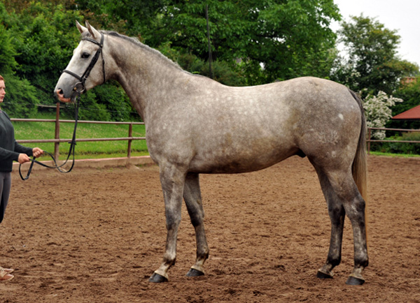   4jhriger Trakehner Wallach Tilly von Leonidas u.d. Thirica v. Enrico Caruso - Foto: Beate Langels - Trakehner Gestt Hmelschenburg