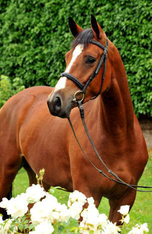 Klassic Arts Dyri - 3jhriger Wallach von Summertime u.d. Prmienstute Klassic v. Freudenfest - Foto: Beate Langels - Trakehner Gestt Hmelschenburg