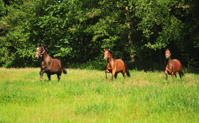 Kaiserherz, Kabriola und Valenta 28. Juni 2019 - Foto: Beate Langels